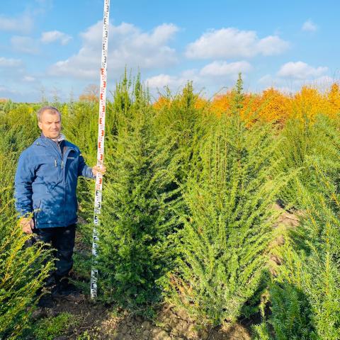 Taxus baccata